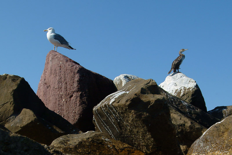 Marangoni o cormorani ?